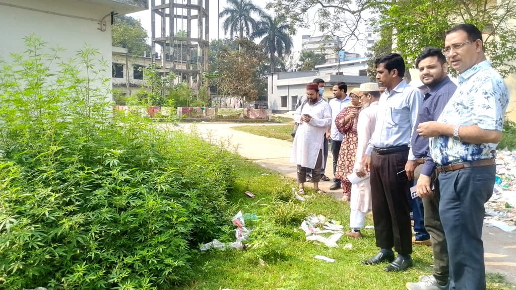 ফরিদপুর হাসপাতাল চত্বরে গাঁজার ঝাড়, শুনে আঁতকে উঠলেন তত্ত্বাবধায়ক