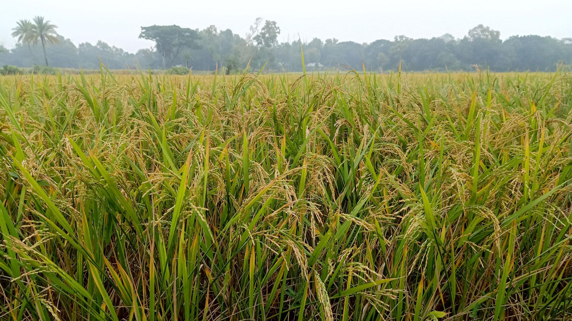 ধান চাষে দুশ্চিন্তা  কৃষকের