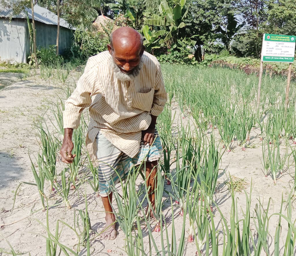 গ্রীষ্মের পেঁয়াজ চাষে সফলতা