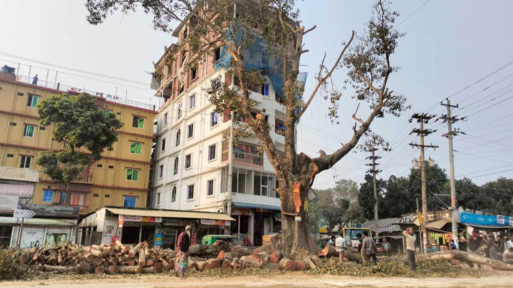 সড়কের উন্নয়নে কাটা হচ্ছে ‘শতবর্ষী’ বটগাছ, এলাকাবাসীর হতাশা