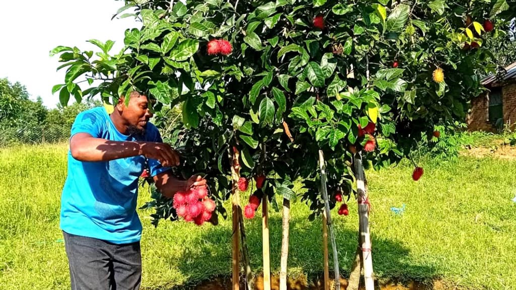 ইউটিউব দেখে রামবুটান চাষ, ফল ধরেছে গাছে