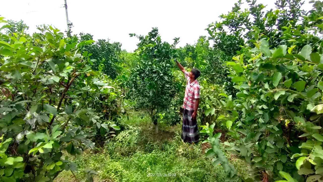 মিশ্র বিদেশি ফল চাষে ঘুরে দাঁড়ানোর স্বপ্ন ডালিমের