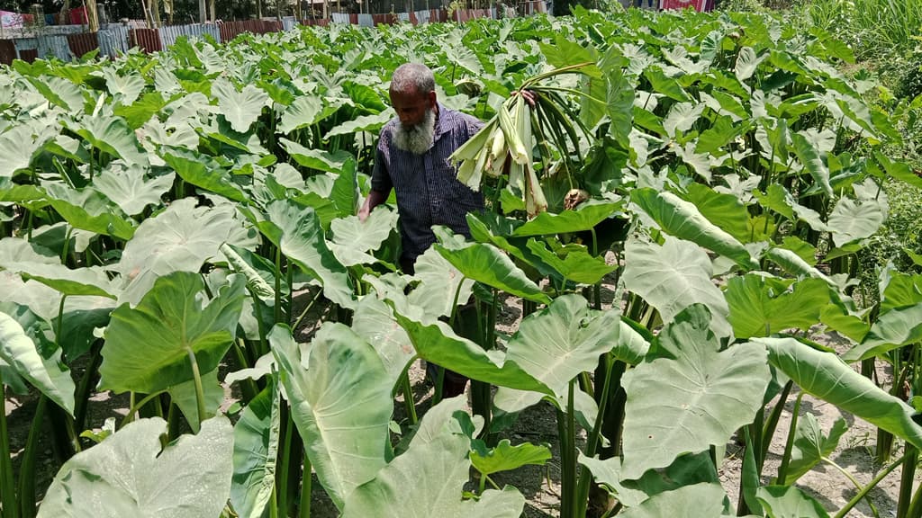 ১৫ হাজার খরচে লাখ টাকার কাঠকচু বিক্রির আশা কৃষকের