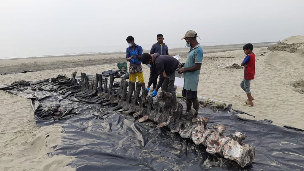 গবেষণার কাজে মাটি খুঁড়ে তোলা হচ্ছে তিমির কঙ্কাল