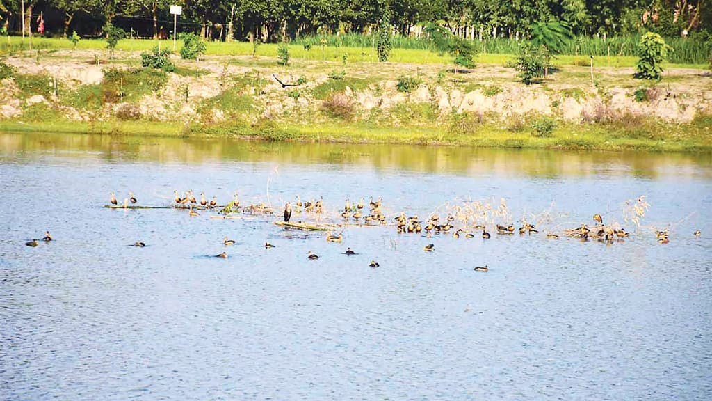 দখলমুক্ত বিলে পাখিদের আশ্রয়