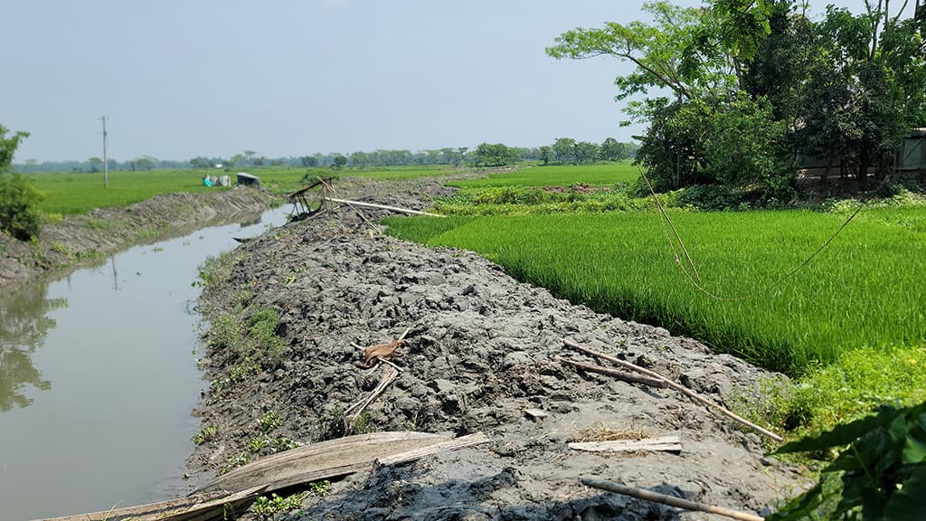 খাল খননের মাটিতে নষ্ট হচ্ছে ধানখেত, দুশ্চিন্তায় কৃষকেরা