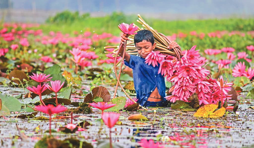 লাল শাপলার বিল