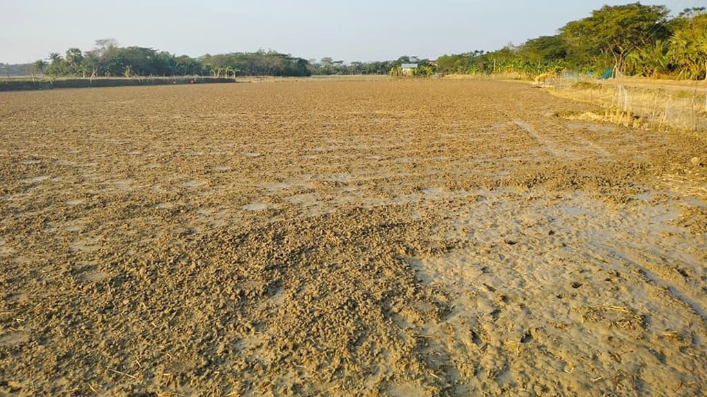 তালতলীতে মাঘের বৃষ্টি তরমুজের চারার ক্ষতি