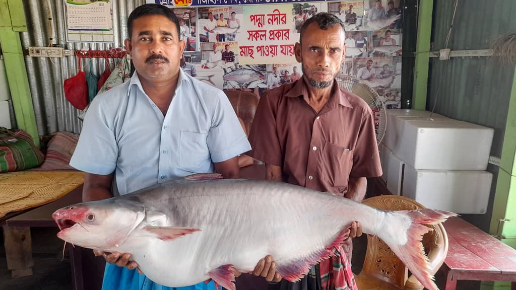 পদ্মায় জেলের জালে আটকা পড়েছে ২০ কেজির পাঙাশ মাছ