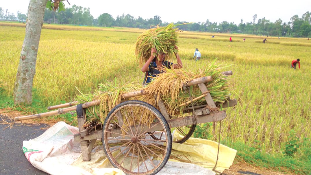 ২ মণ ধানে ১ শ্রমিকের মজুরি