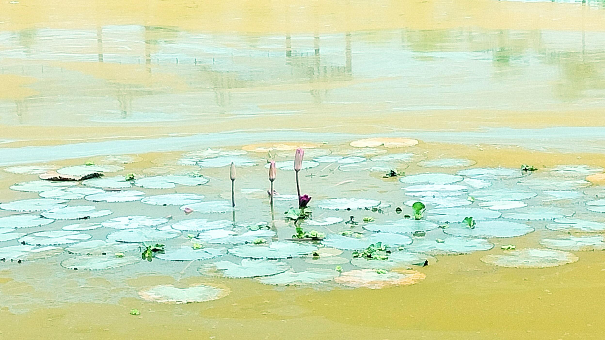 গাইবান্ধায় পুকুরে চাষ হচ্ছে দুষ্প্রাপ্য লাল শাপলা