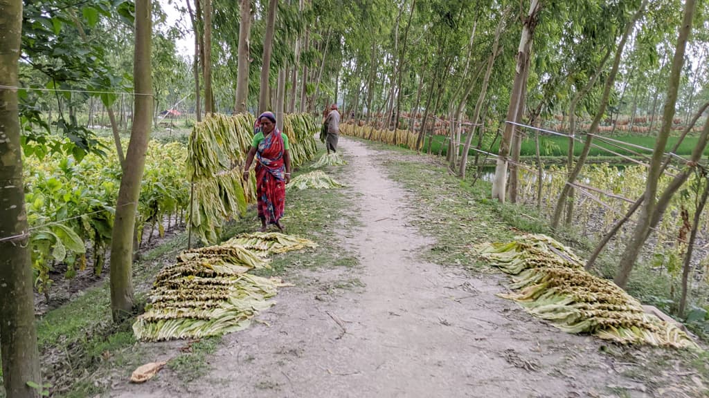 ধানি জমিতে তামাকের চাষ