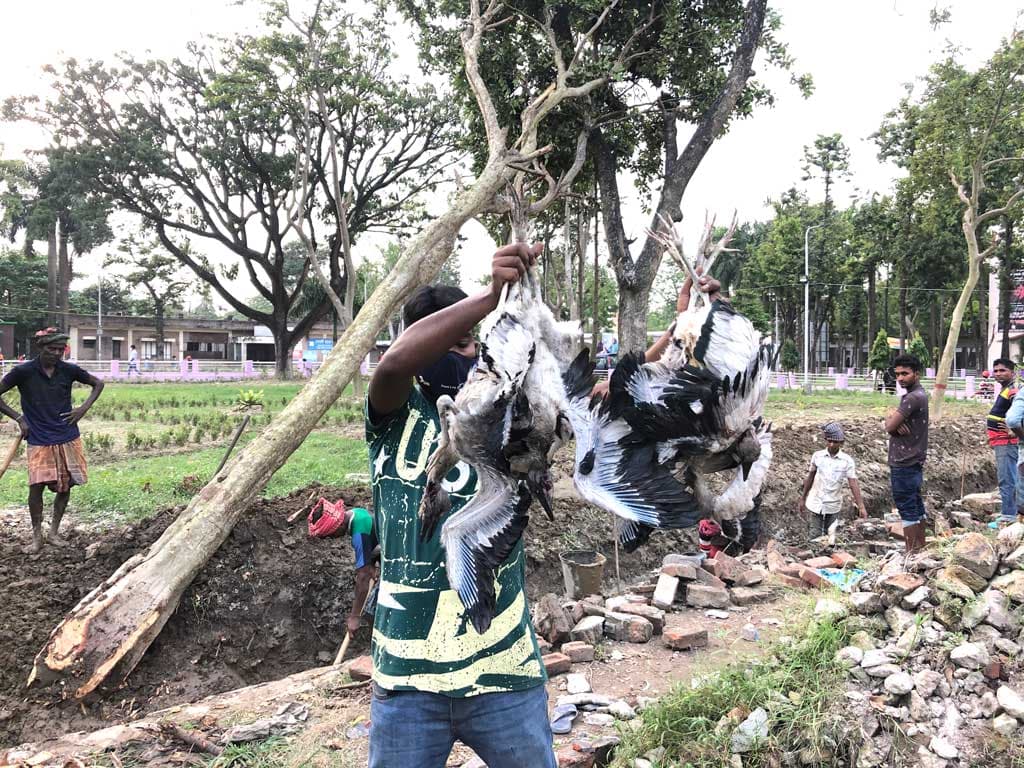 রামেকে কাটা হলো অর্জুন গাছ, পড়ে মরল শতাধিক শামুকখোলের বাচ্চা