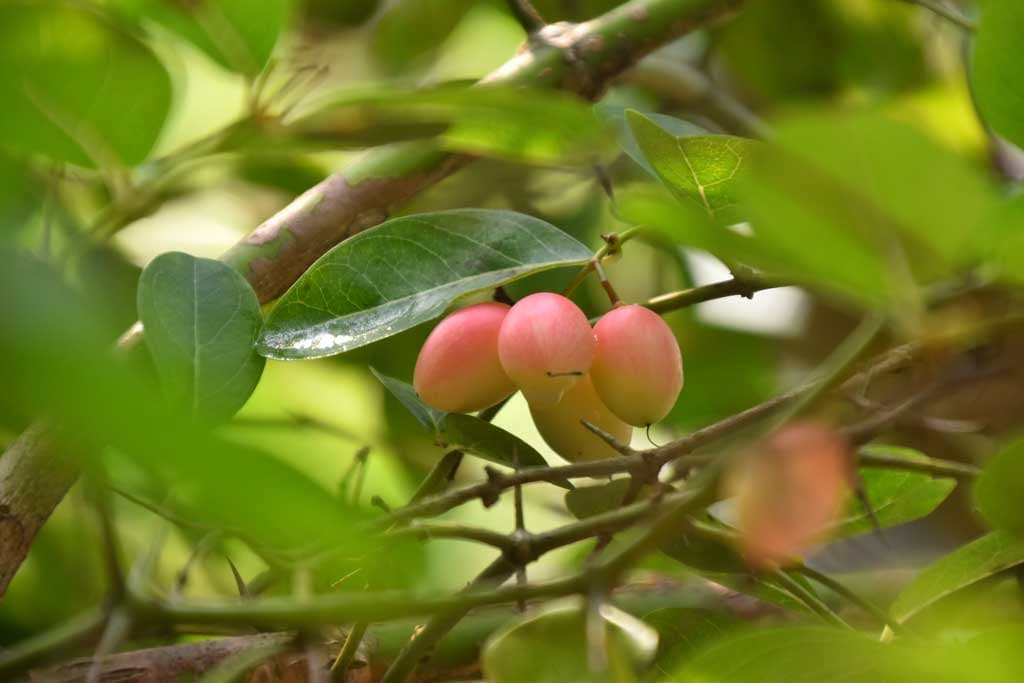 দিনের ছবি (৫ জুন, ২০২৪)