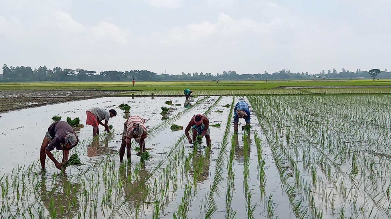 আমন ধানে স্বপ্ন দেখছেন রামগতির কৃষকেরা