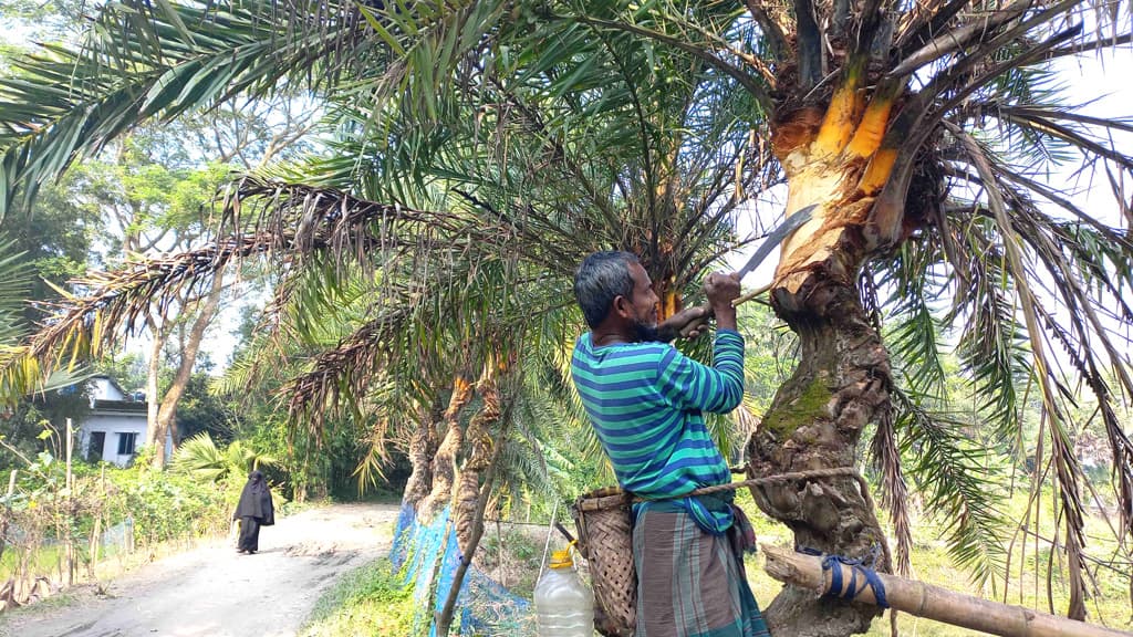 খেজুরগাছ নিধনে কমছে রস