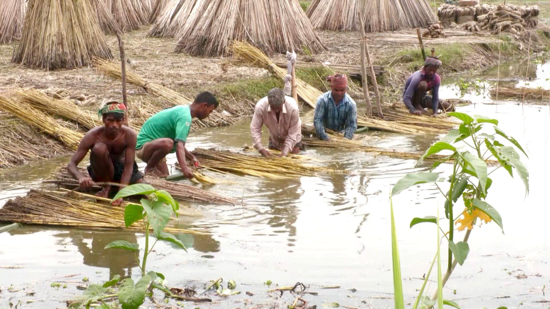 পাট জাগ দিতে হিমশিম চাষি