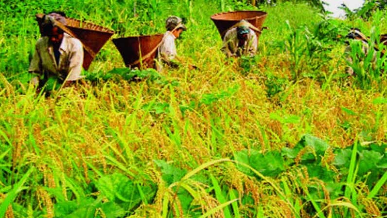 পাহাড়ে পাহাড়ে সোনালি ধানের ঝিলিক