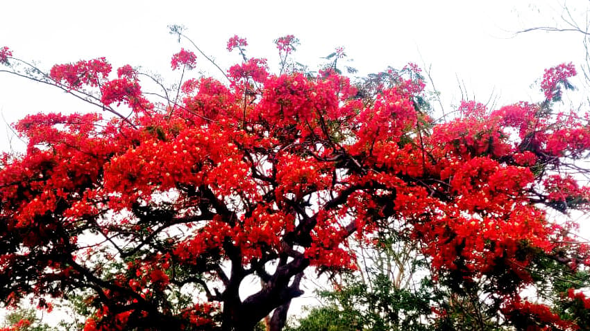 সড়ক সেজেছে কৃষ্ণচূড়ায়