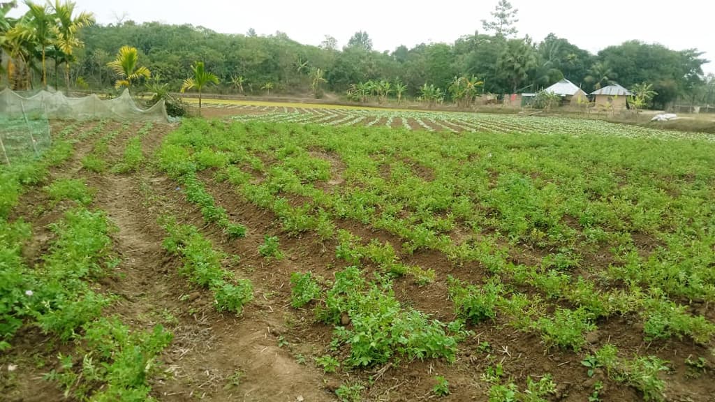 পাহাড়ে হঠাৎ বৃষ্টিতে দুশ্চিন্তায় আলুচাষিরা