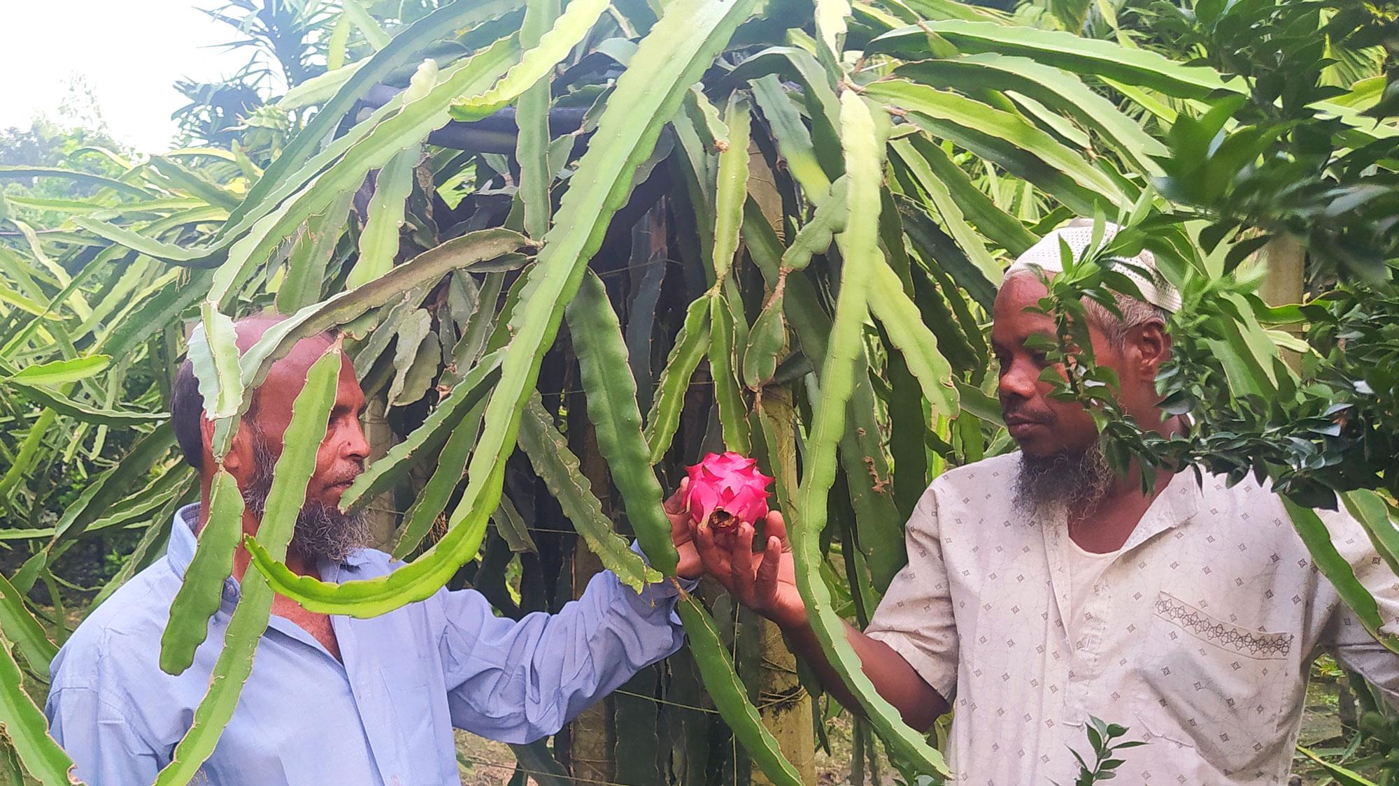 লাভজনক হওয়ায় ড্রাগন চাষে ঝুঁকছেন শেরপুরের কৃষকেরা