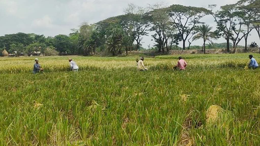 আউশের হাসি কৃষকের