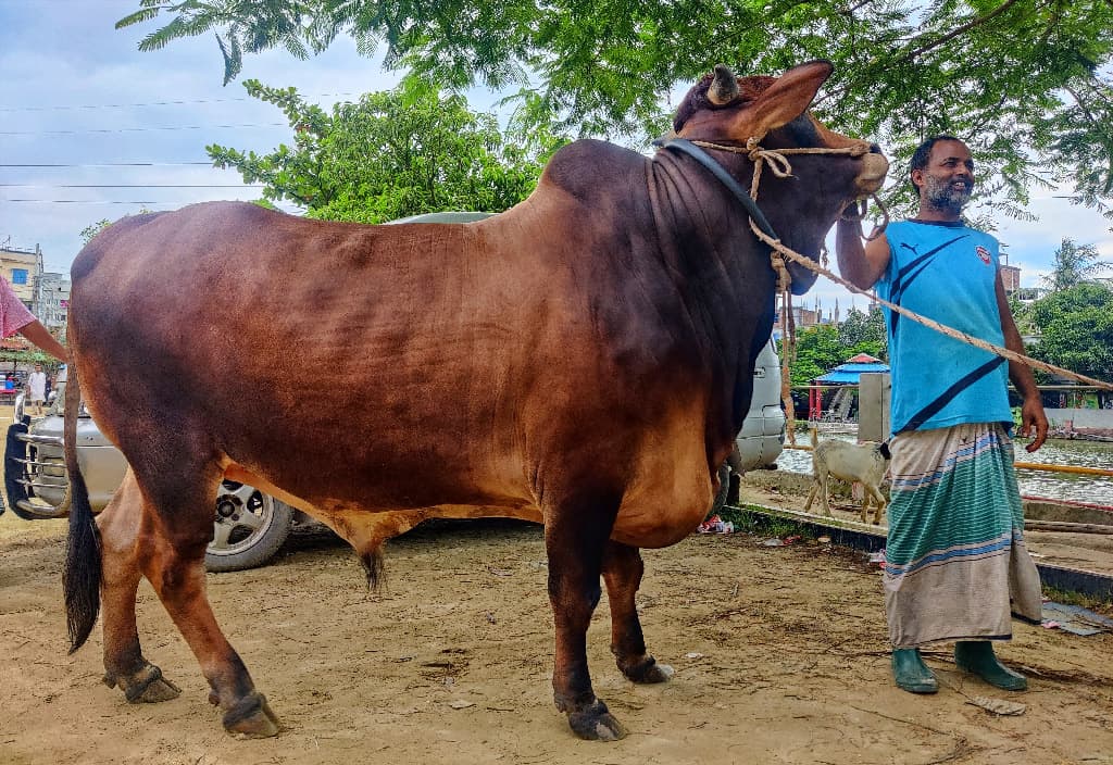 এবার ষাঁড়ের নাম ‘পদ্মা সেতু’