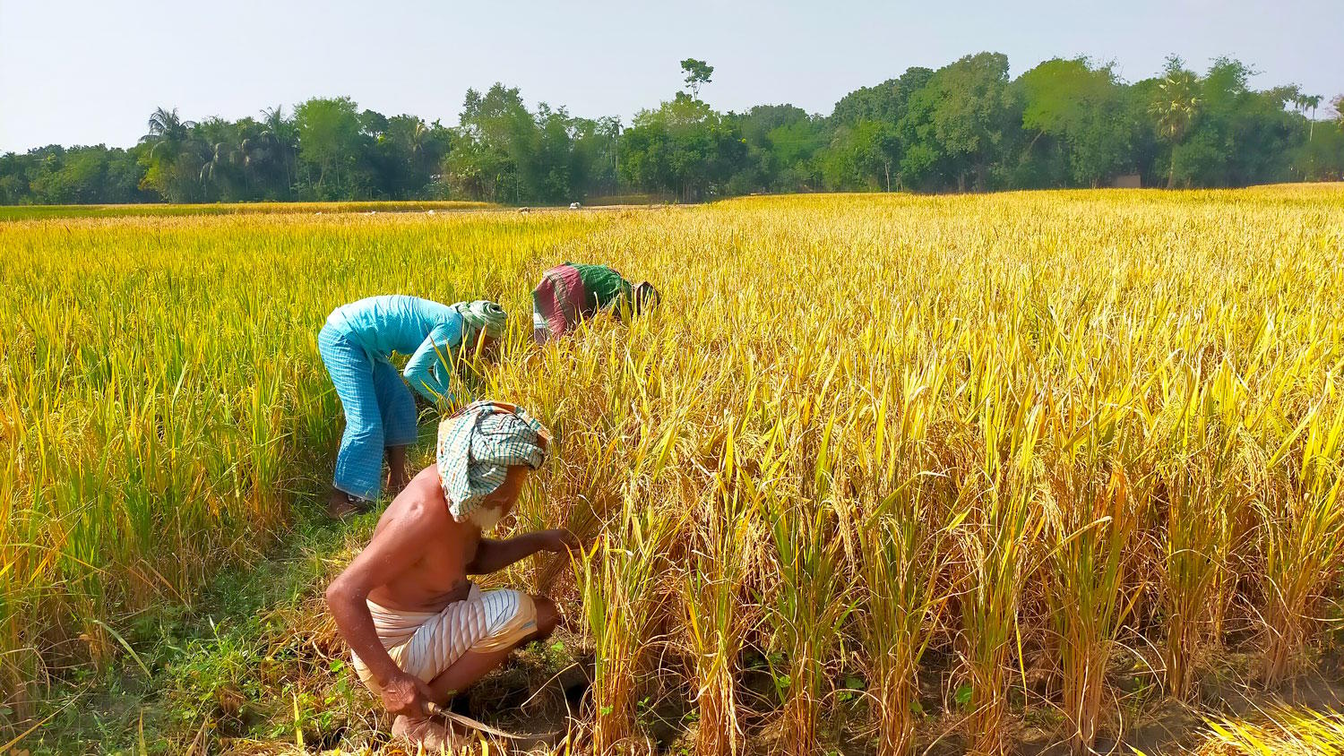 কুমারখালীর মাঠে-মাঠে চলছে ধান কাটার মহোৎসব