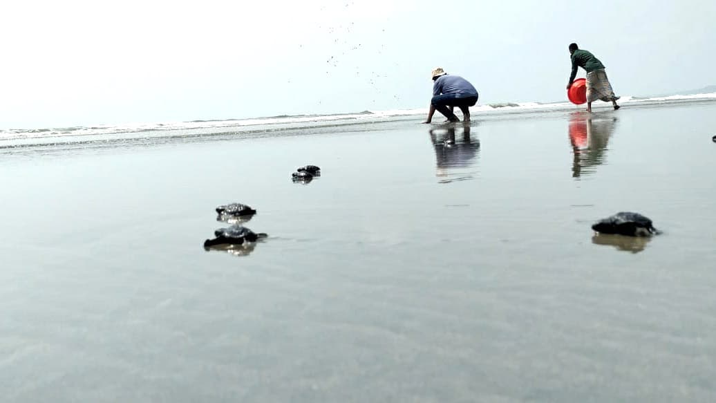 আপন নীড়ে ফিরল ১৮৫টি সামুদ্রিক কচ্ছপের বাচ্চা