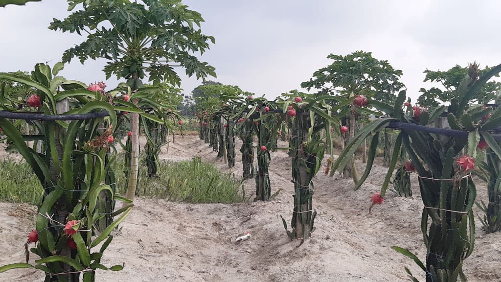 ড্রাগন ফল চাষে সফল প্রবাসফেরত জলিল 