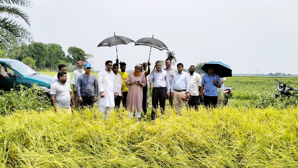 চুয়াডাঙ্গায় শিলাবৃষ্টিতে বীজধানের ব্যাপক ক্ষতি