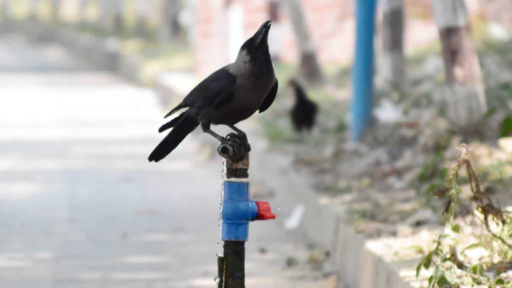 তীব্র দাবদাহে ওষ্ঠাগত প্রাণিকুলও