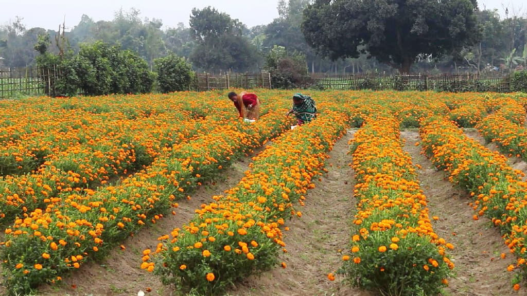 ঠাকুরগাঁওয়ে বাণিজ্যিকভাবে বাড়ছে ফুলের চাষ