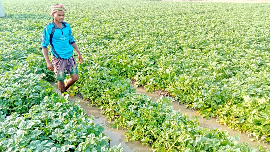 আলুখেতে পানি, লাখ টাকা ক্ষতির শঙ্কা