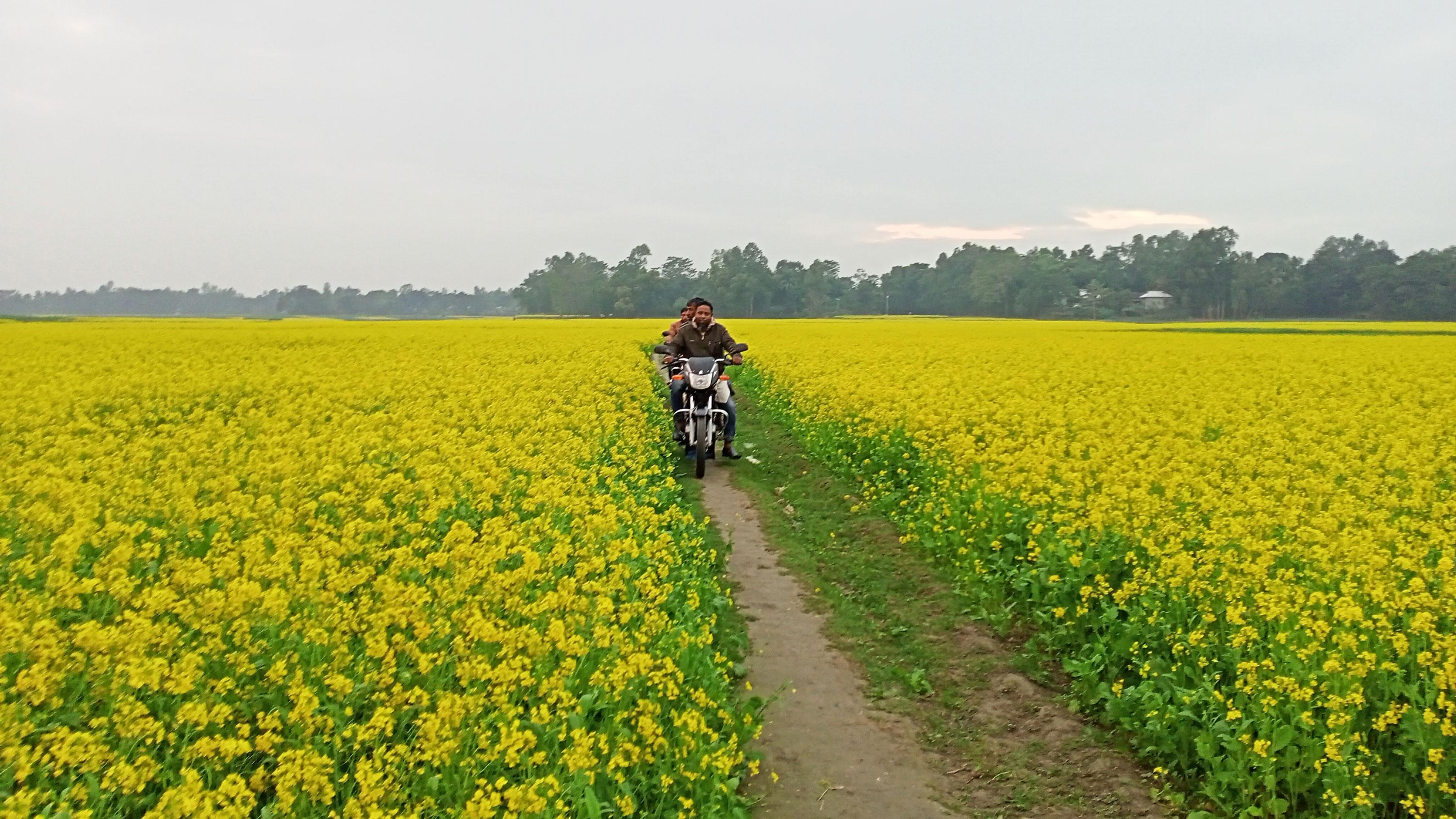 সরিষায় স্বপ্ন দেখছেন কৃষকেরা