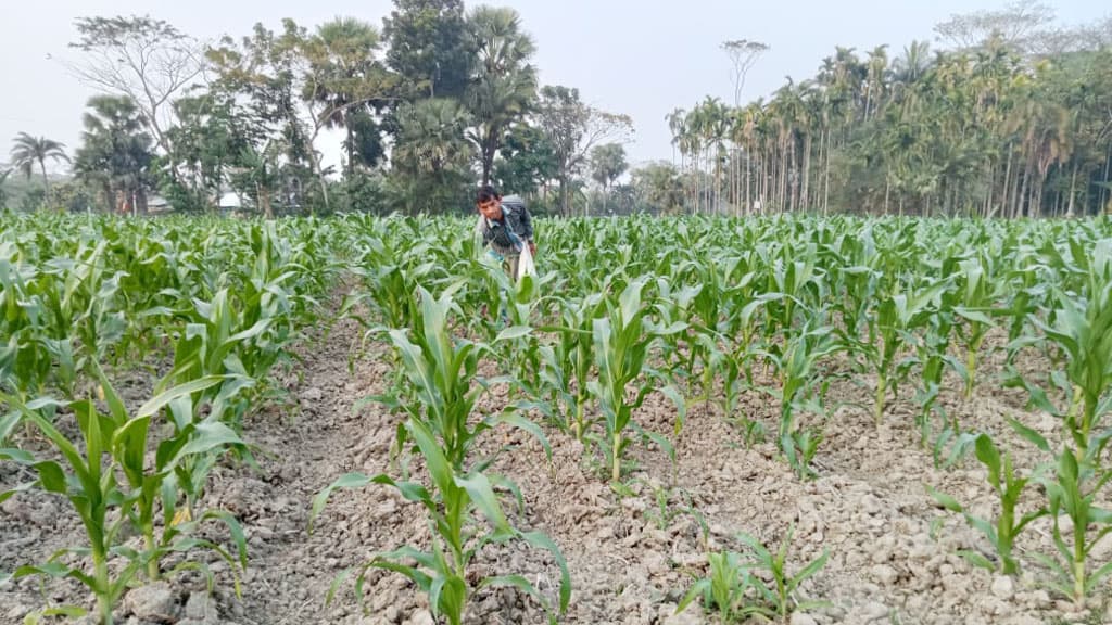 ভুট্টায় হাসি কৃষকের মুখে