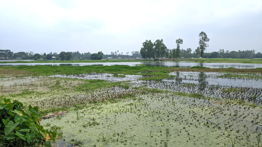 কালভার্টের মুখে ঘরবাড়ি কৃষিজমিতে জলাবদ্ধতা