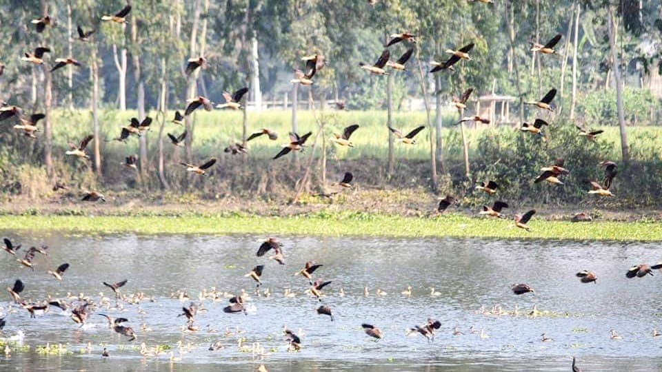 পাখির কলরবে মুখর করতোয়া