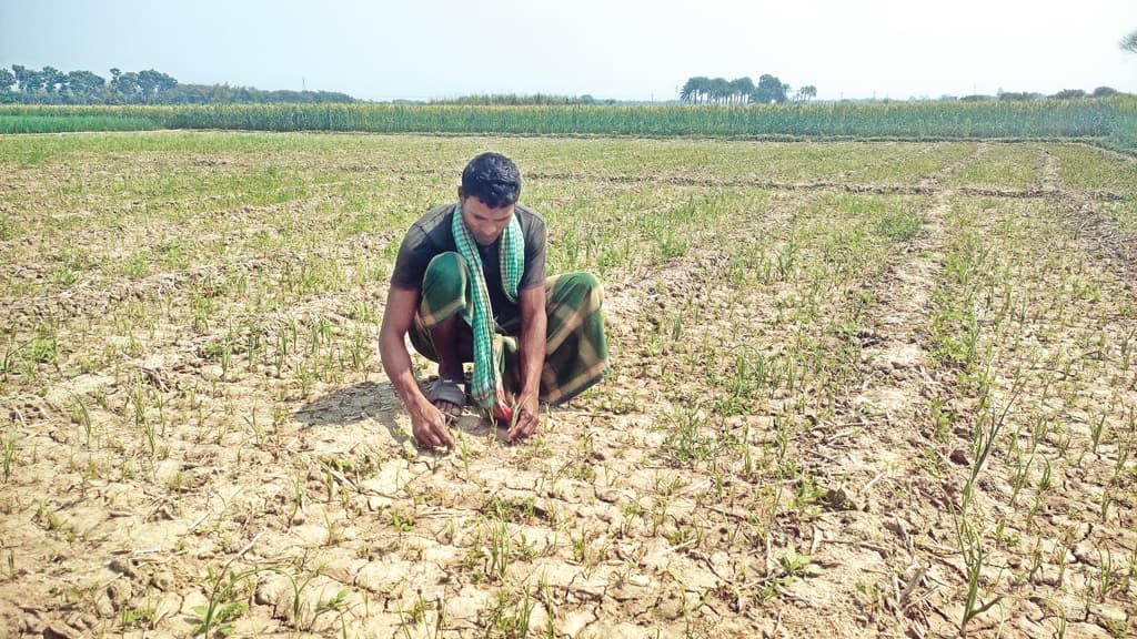 আগাছানাশকে ন­ষ্ট হলো ৩০ কৃষকের পেঁয়াজখেত