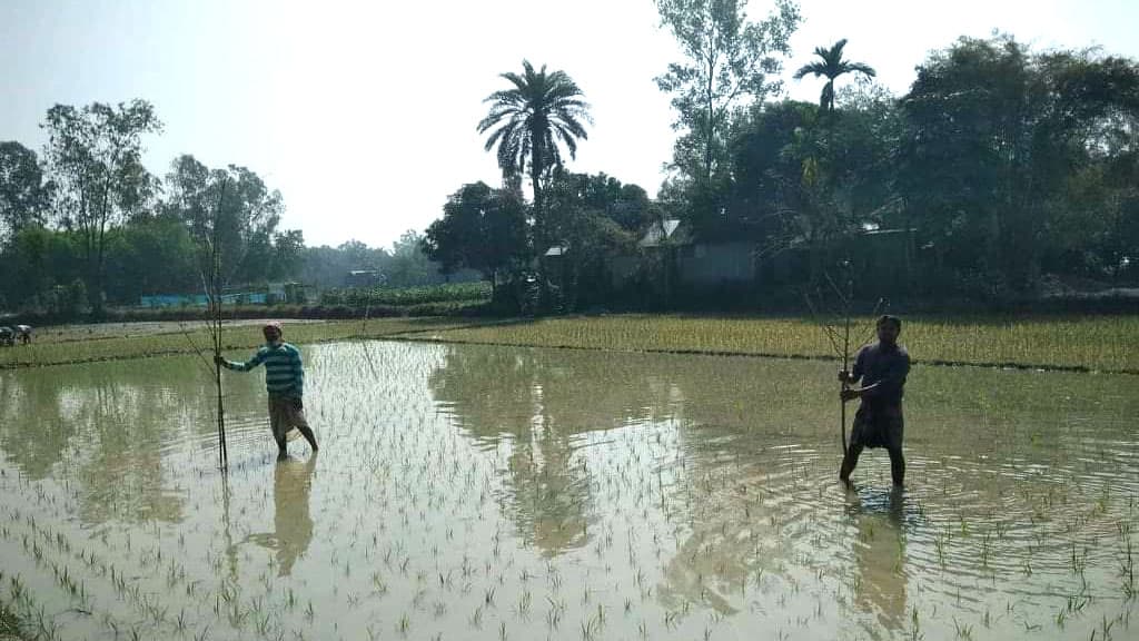 ধানের পোকা দমনে পার্চিং পদ্ধতি জনপ্রিয় হচ্ছে