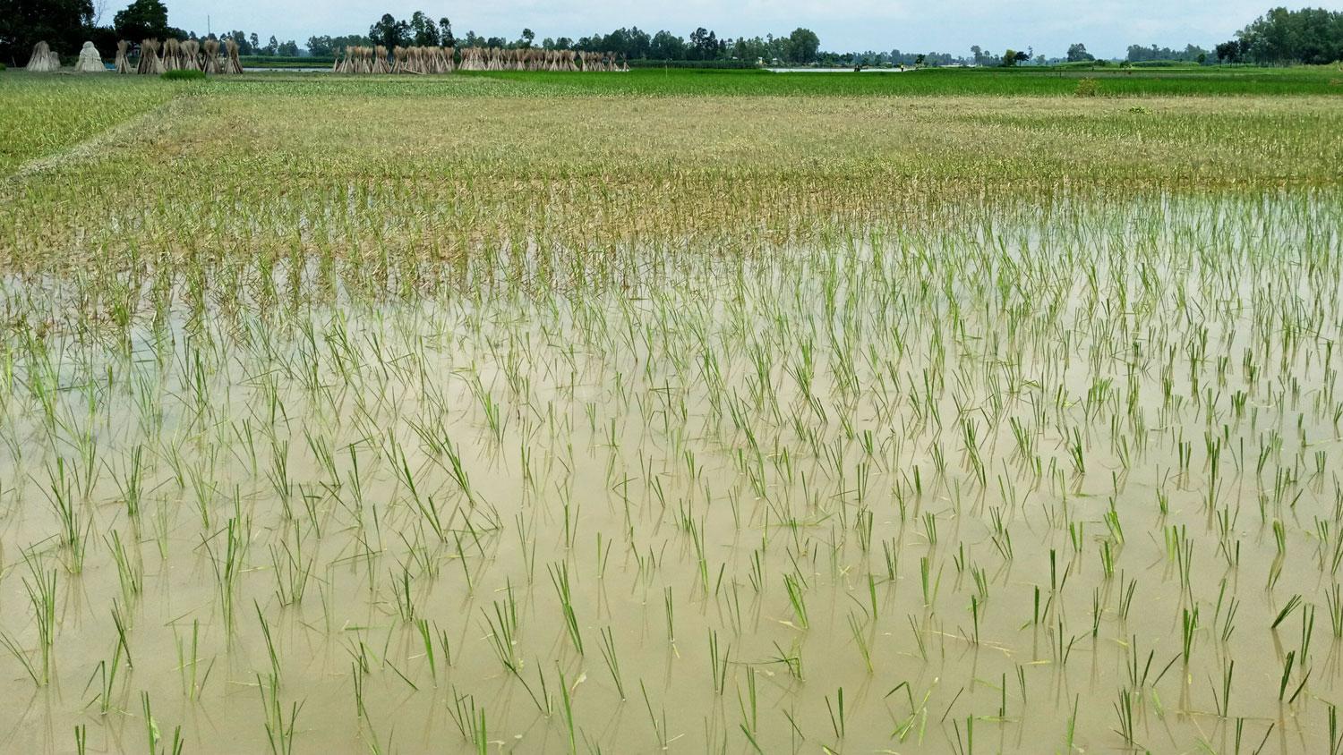 বন্যায় ২ হাজার ৫৫০ হেক্টর জমির ধান ক্ষতিগ্রস্ত