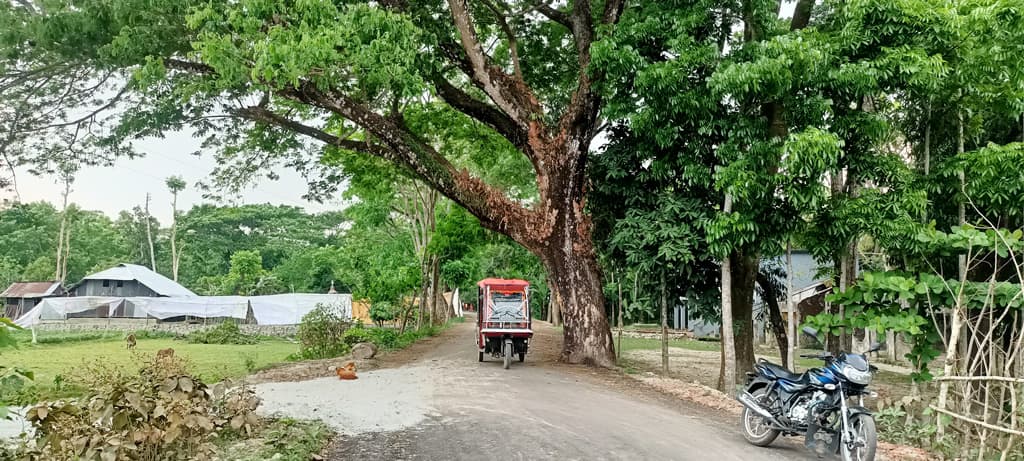 গাছ না কেটেই সড়ক পাকাকরণ