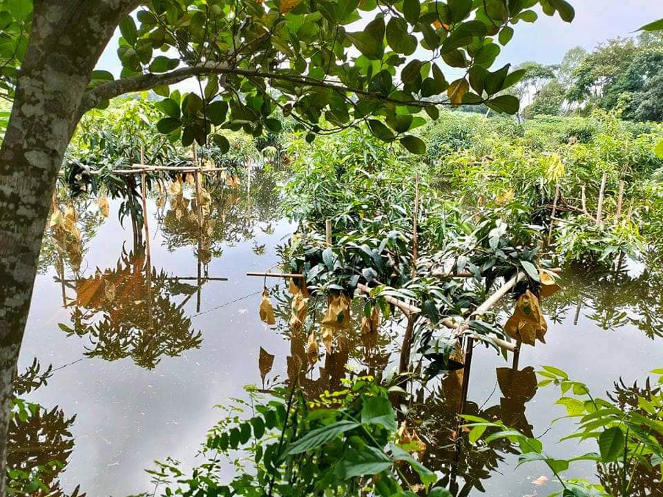 কেন্দুয়ায় বন্যায় বিষমুক্ত আমবাগানের ক্ষতি