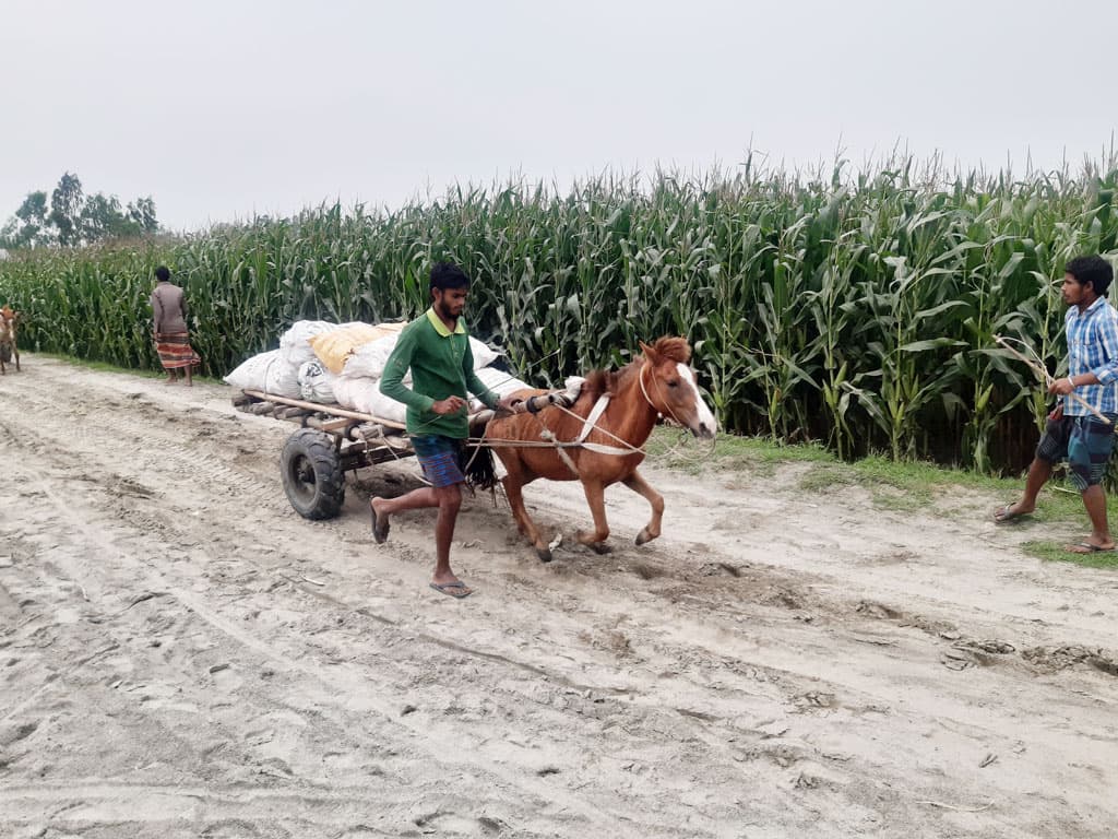 তিস্তার চরে ঘোড়ার গাড়ি চালিয়ে জীবিকা নির্বাহ