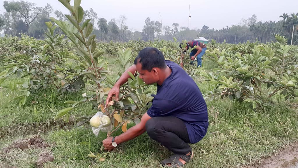 পেয়ারায় বছরে ২৫ লাখ টাকা লাভের আশা