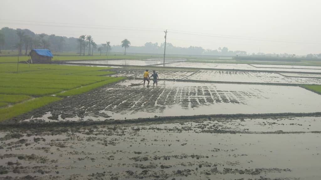 পাটকেলঘাটায় চাষাবাদে গরুর ব্যবহার কমছে