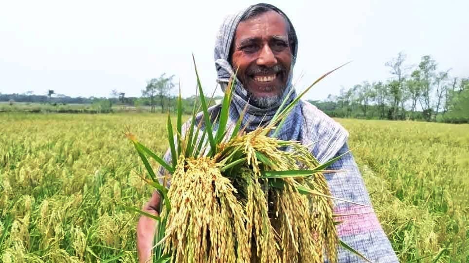 ধানের ফলনে কৃষকের হাসি, লাভের আশা