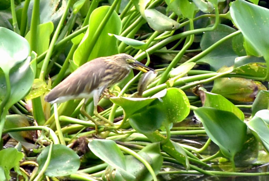 দিনের ছবি (১২ অক্টোবর, ২০২৩)