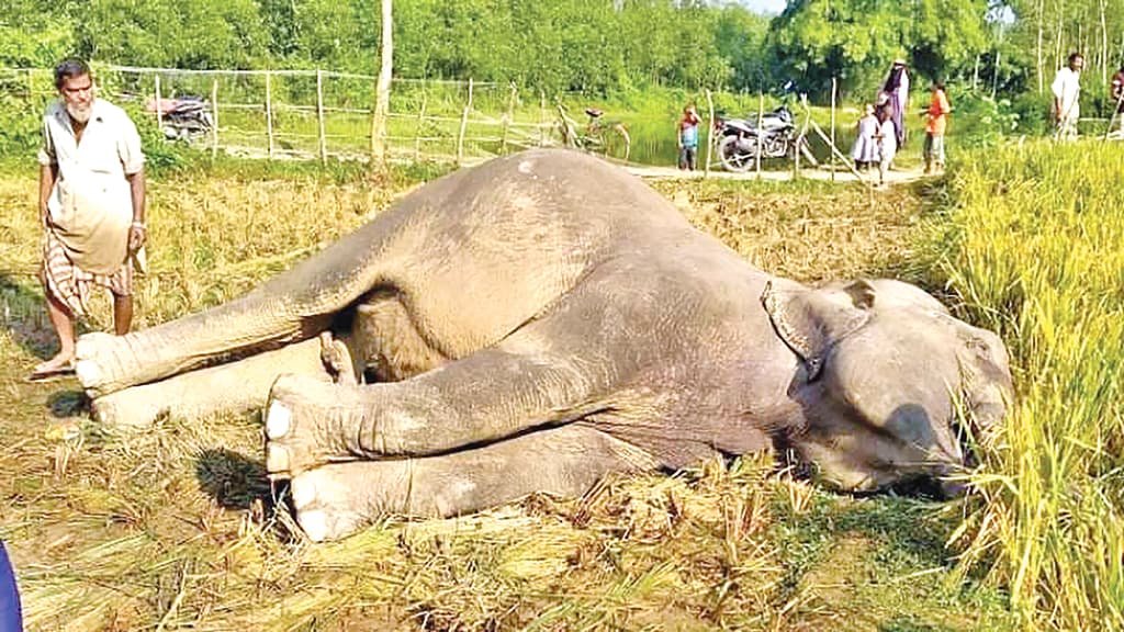 আবাস উজাড়ে খেপছে হাতি