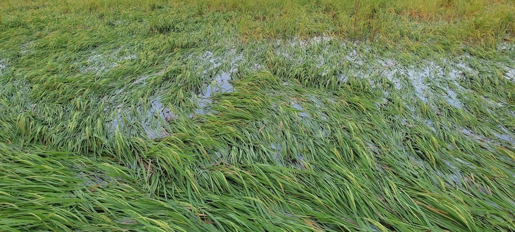 সিত্রাংয়ে ৩৪৭ কোটি টাকার ফসল ক্ষতিগ্রস্ত